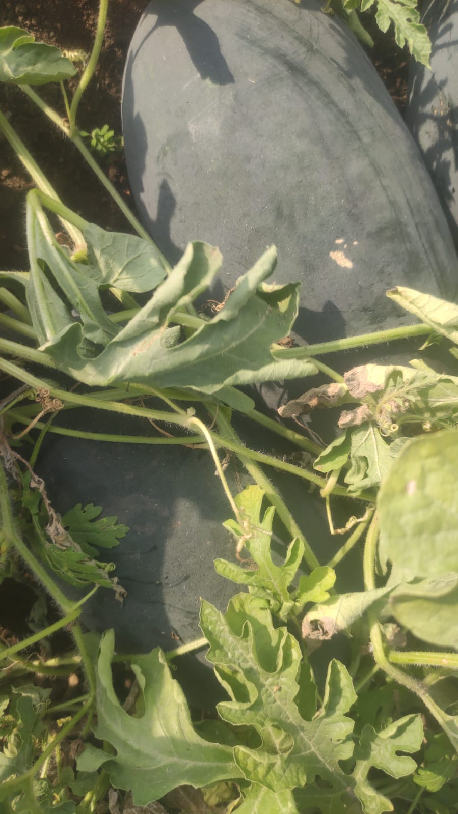 WhatsApp Image 2026-04-27 at 4.09.29 PM