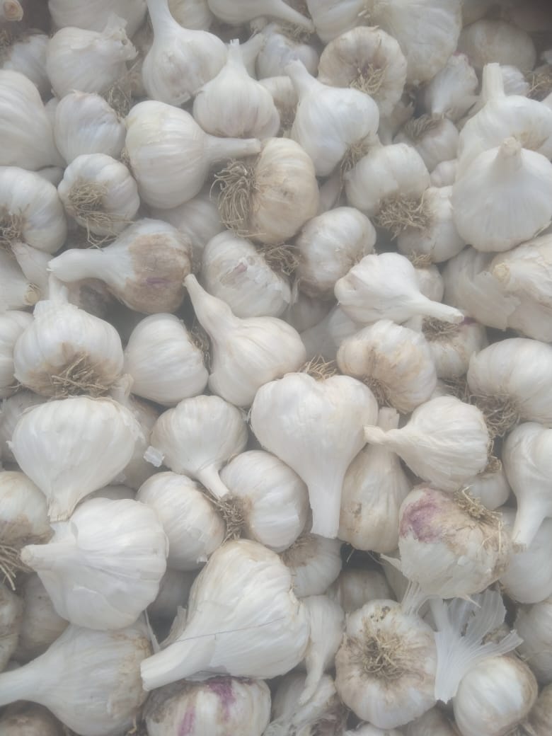 WhatsApp Image 2026-04-27 at 4.09.39 PM