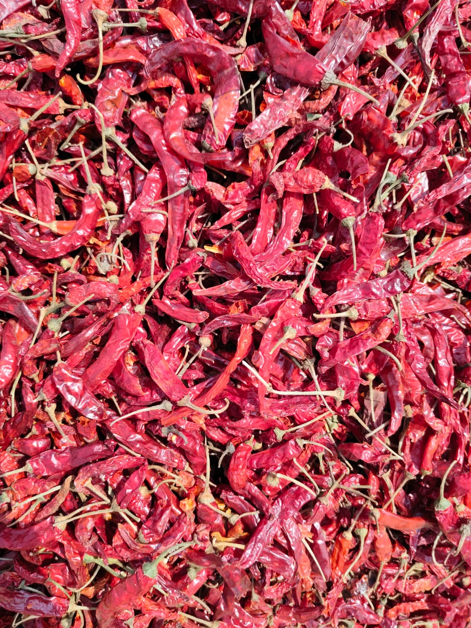 WhatsApp Image 2026-04-27 at 4.09.40 PM