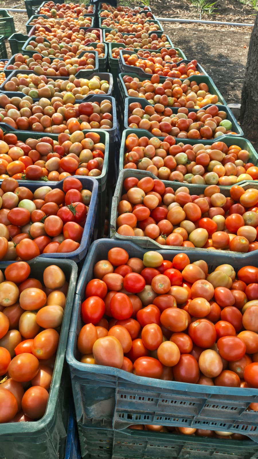 WhatsApp Image 2026-04-27 at 4.09.42 PM (1)