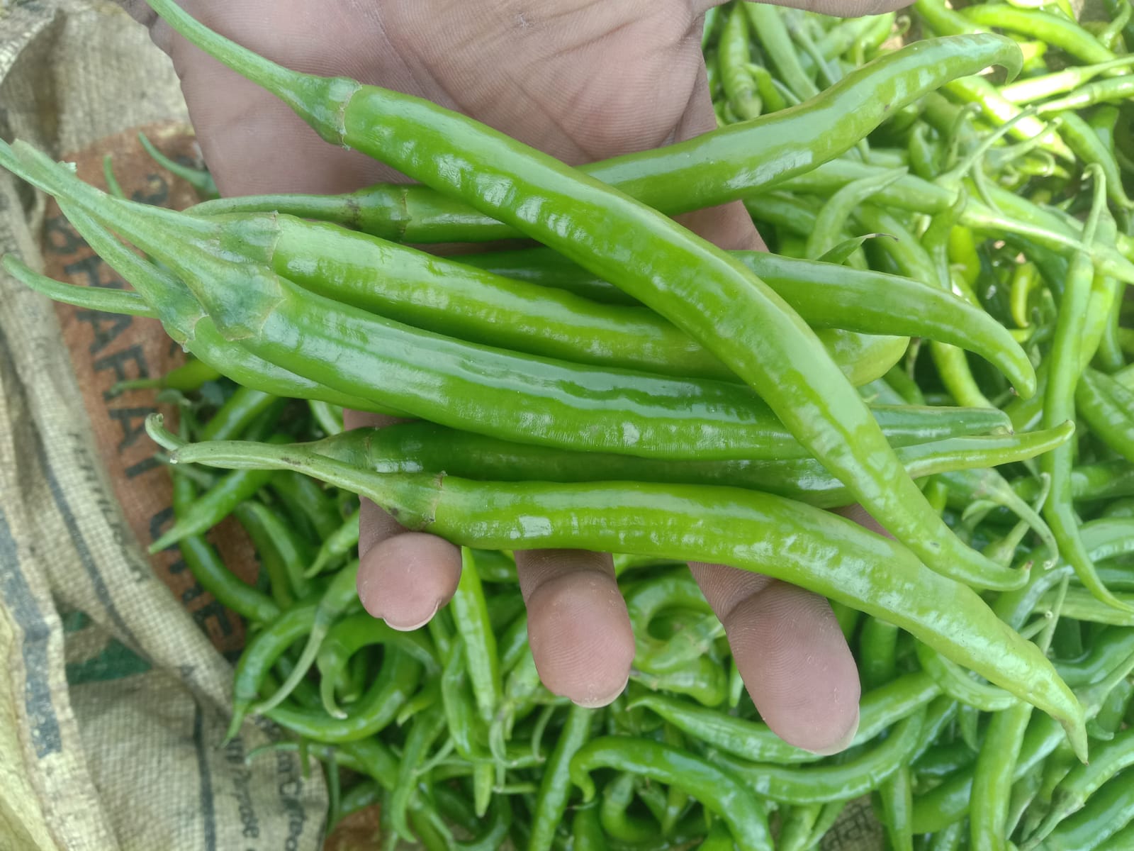 WhatsApp Image 2026-04-27 at 4.09.47 PM