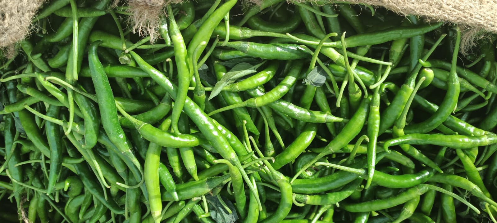 WhatsApp Image 2026-04-27 at 4.09.55 PM