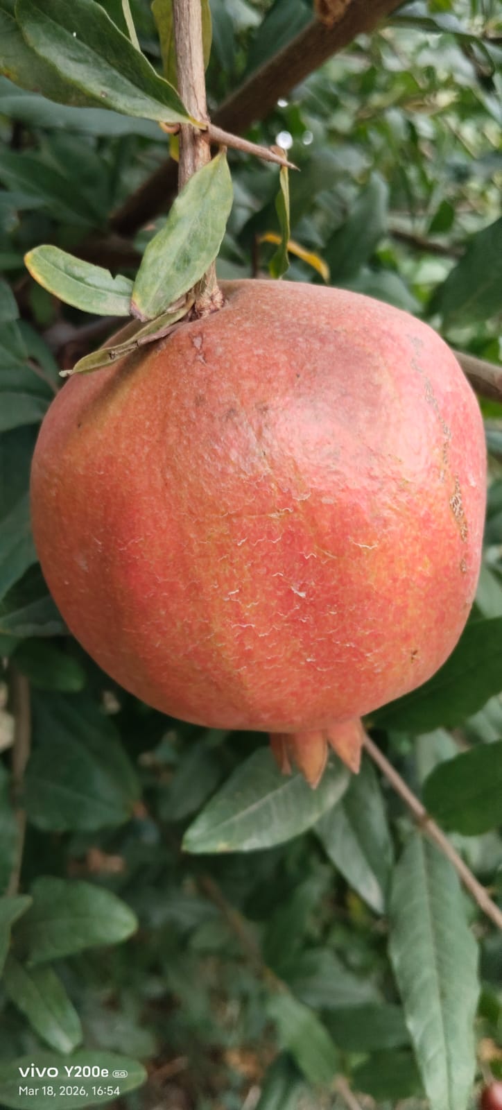 WhatsApp Image 2026-04-27 at 4.10.05 PM