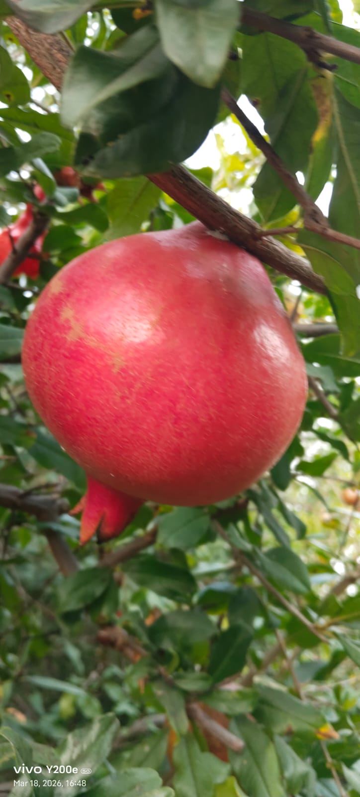 WhatsApp Image 2026-04-27 at 4.10.09 PM