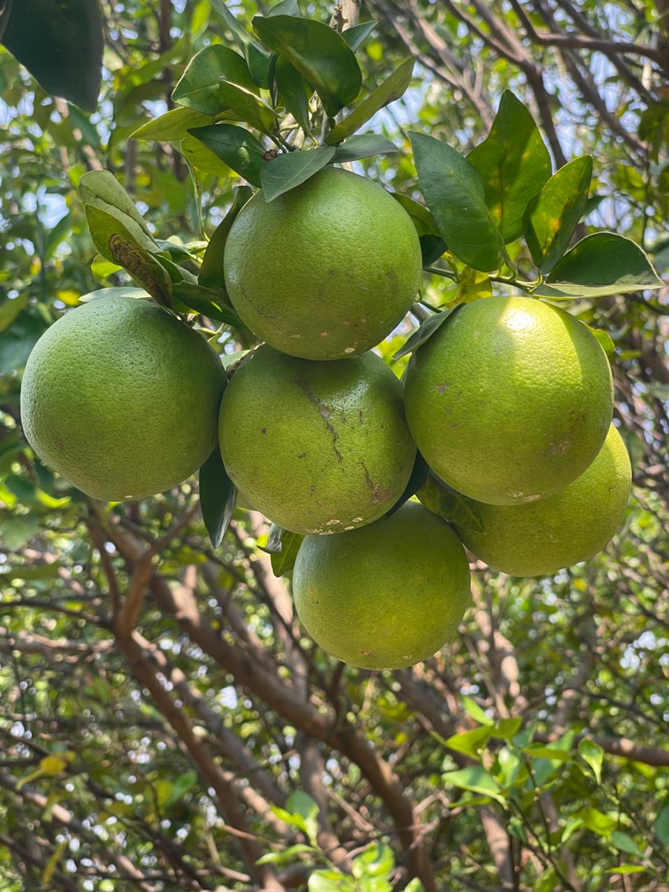 WhatsApp Image 2026-04-27 at 4.10.11 PM