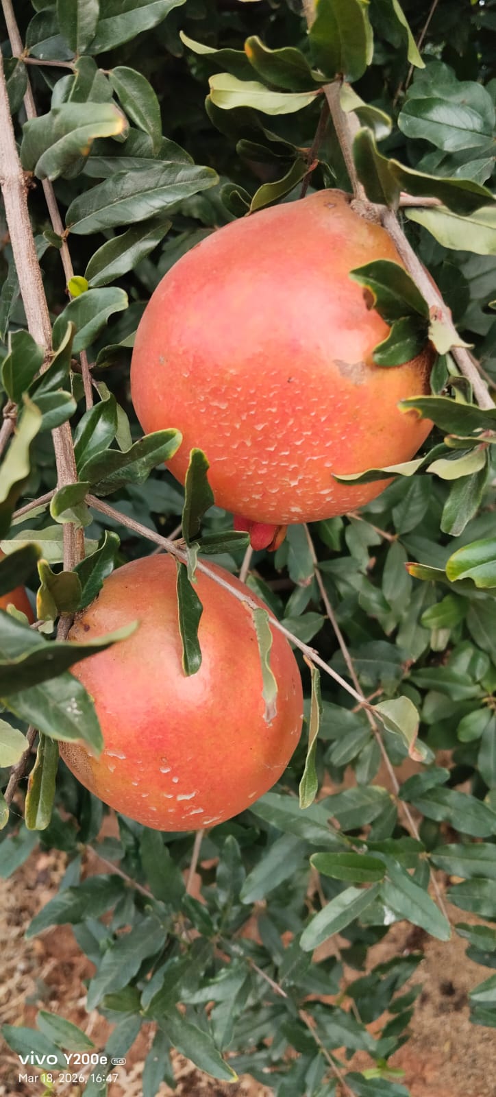 WhatsApp Image 2026-04-27 at 4.10.13 PM