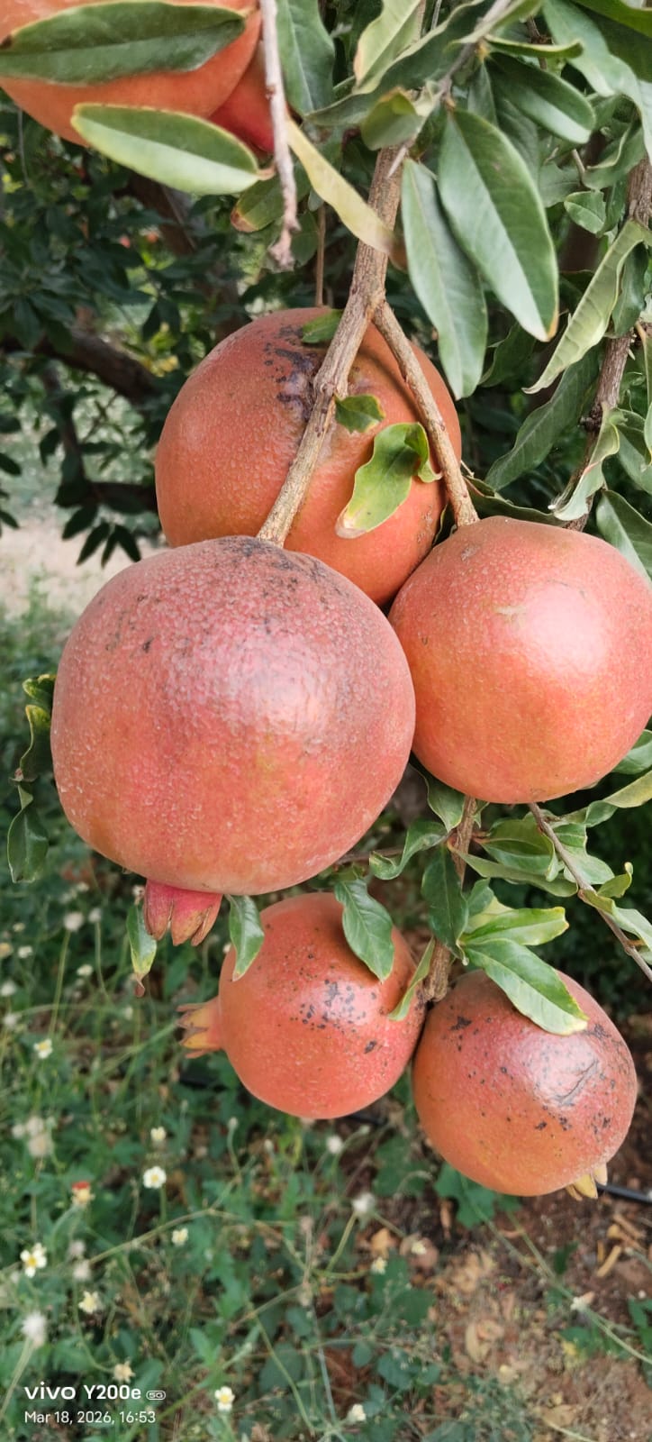 WhatsApp Image 2026-04-27 at 4.10.14 PM