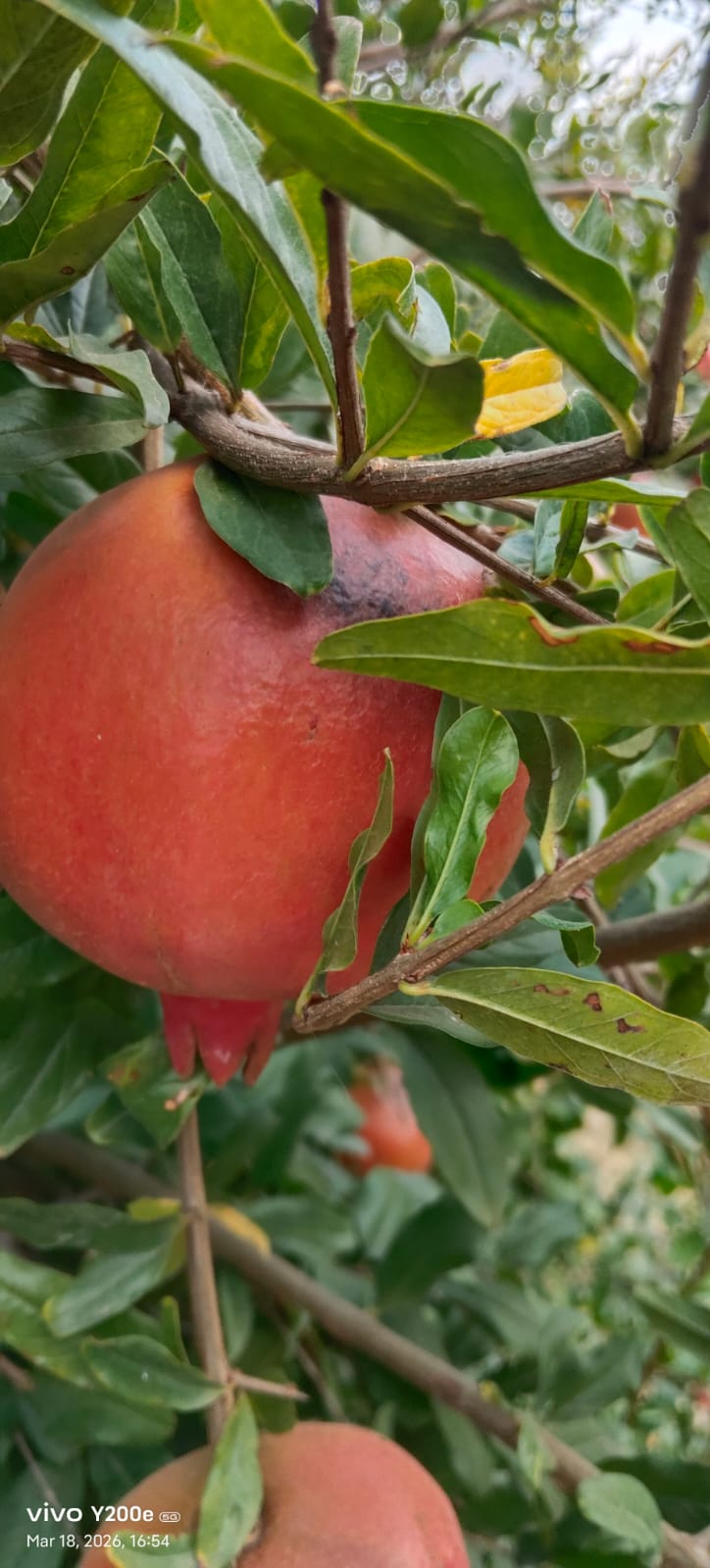 WhatsApp Image 2026-04-27 at 4.10.21 PM