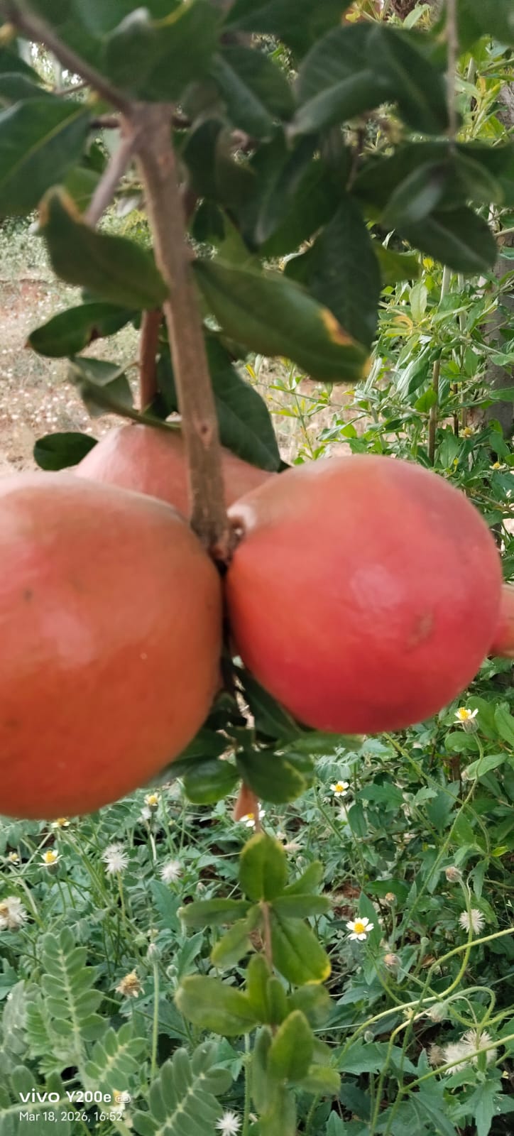 WhatsApp Image 2026-04-27 at 4.10.27 PM